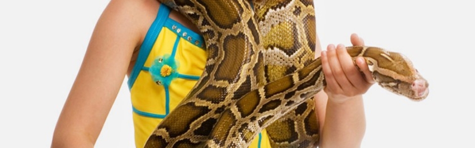 Thinking About an Exotic Pet? Here's What You Need to Know First